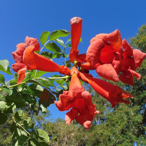 Trumpet Vine  Trumpet Creeper  Campsis radicans  200 Seeds  USA Company