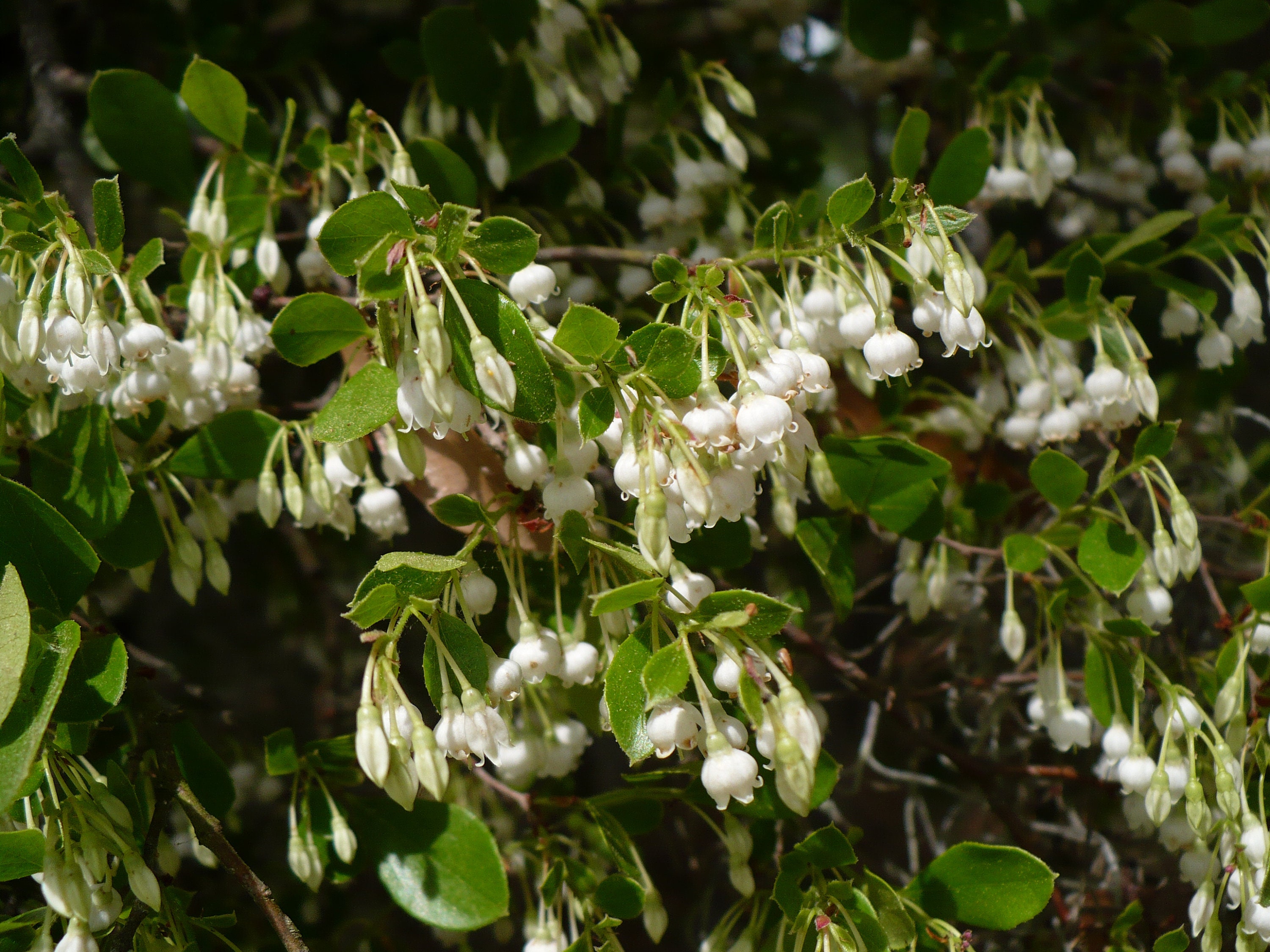 Sparkleberry  Vaccinium arboreum  100 Seeds