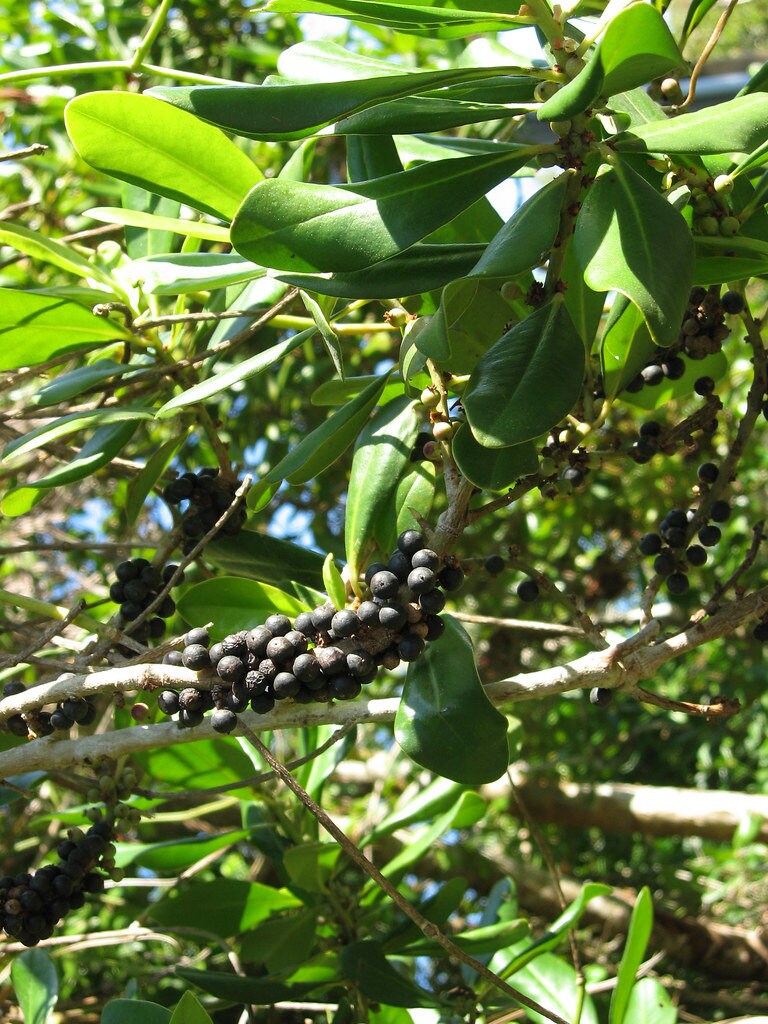 Rapanea Punctata Myrsine Rapanea Guianensis 20 Seeds - Etsy Ireland