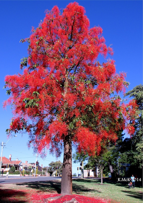Flame Tree Brachychiton Acerifolius 10 Seeds free US Etsy