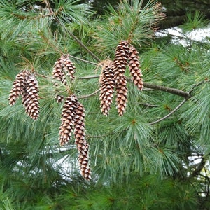 Eastern White Pine Pinus strobus 20 Seeds USA Company image 7