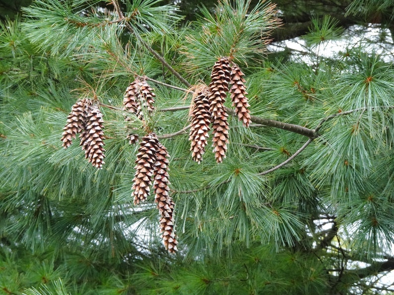 Eastern White Pine Pinus strobus 20 Seeds USA Company image 7