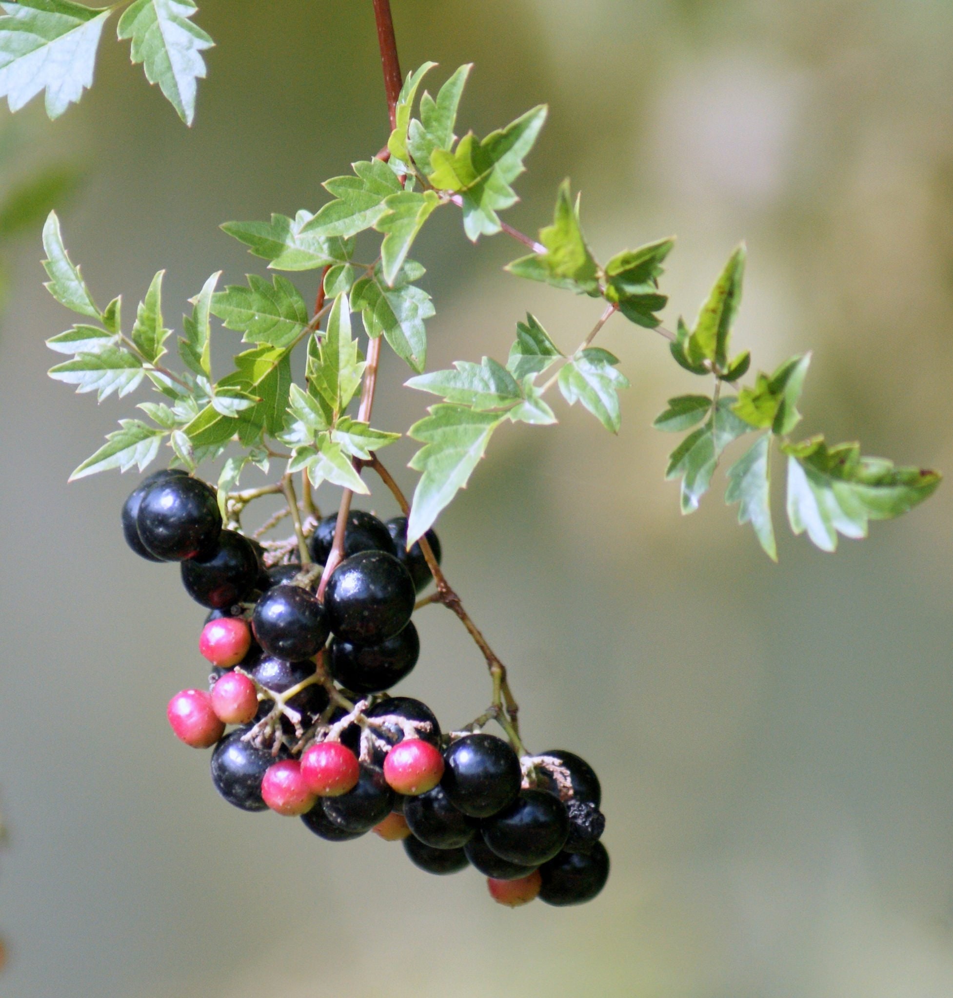 Peppervine Ampelopsis Arborea Organic 10 Seeds Free Us Etsy