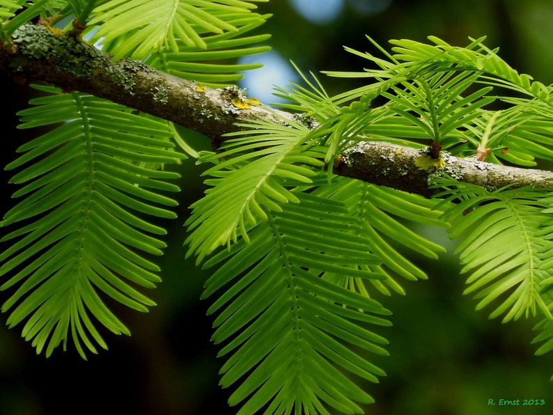 Séquoia rouge Metasequoia glyptostroboides 200 Seeds USA Company image 7