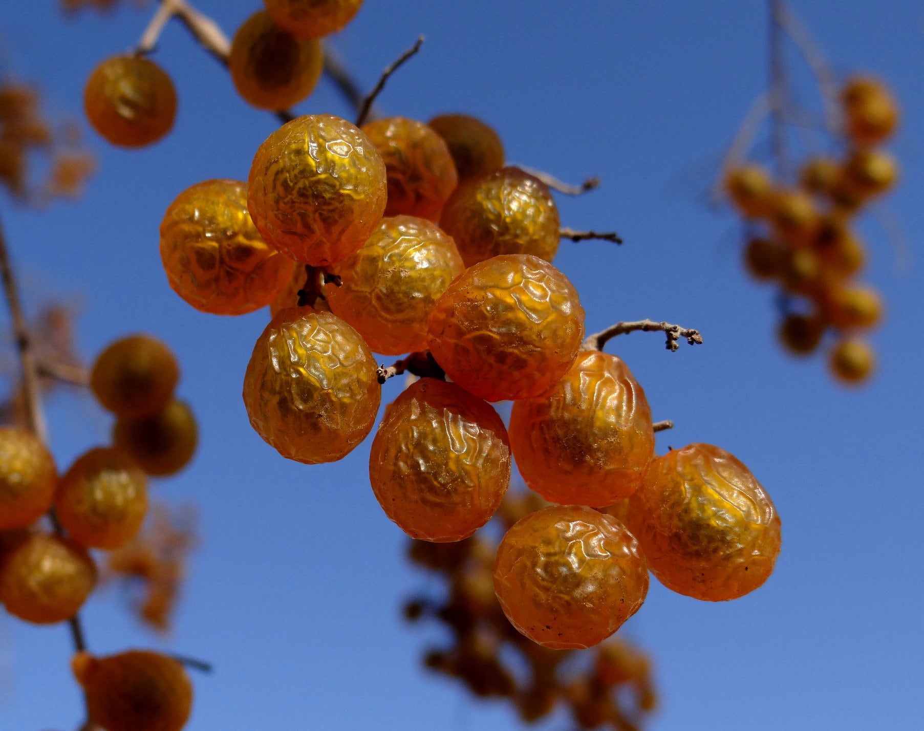 Florida Soapberry Soapnut Sapindus Marginatus Organic 10 Seeds Etsy