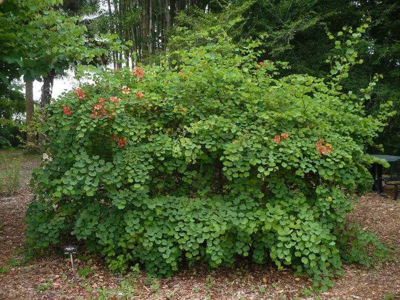 Red Orchid Tree Bauhinia galpinii 10 Seeds USA Company image 8