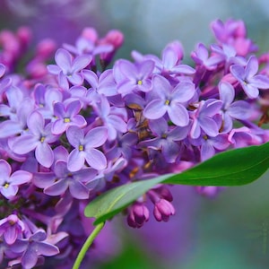 Lilac   Syrina vulgaris   100 Seeds