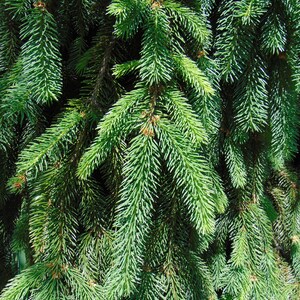 Norway Spruce Picea abies 100 Seeds USA Company image 8