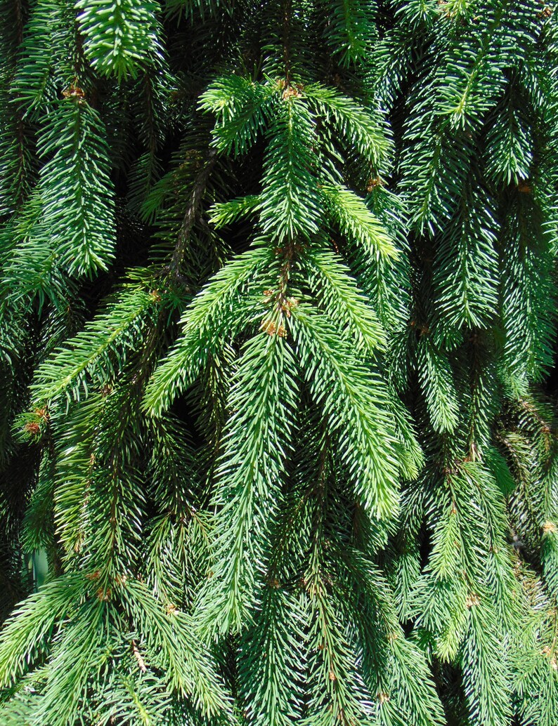 Norway Spruce Picea abies 100 Seeds USA Company image 8