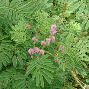 Sensitive Plant Mimosa pudica 500 Seeds USA Company image 7