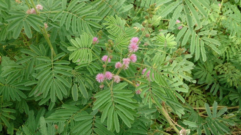 Sensitive Plant Mimosa pudica 500 Seeds USA Company image 7