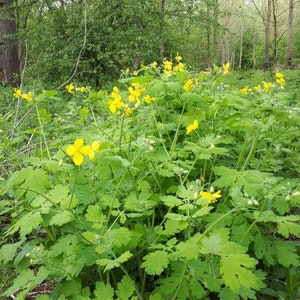 Greater Celandine Chelidonium majus 100 Seeds USA Company image 3