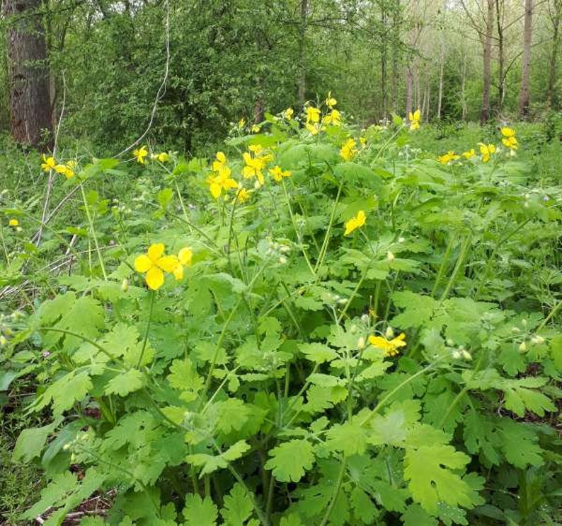 Greater Celandine Chelidonium majus 100 Seeds USA Company image 3