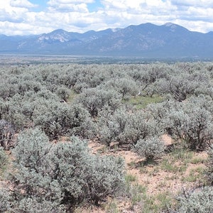 Big Sagebrush   Artemisia tridentata   500 Seeds  USA Company