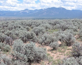 Big Sagebrush   Artemisia tridentata   100 Seeds  USA Company