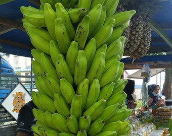 Plantain Banana  Musa balbiniana  5 Seeds  USA Company