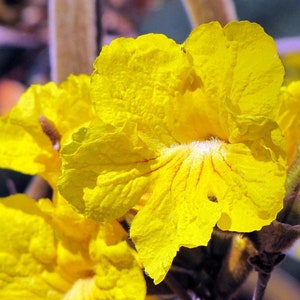 Goldener Trompetenbaum Tabebuia chrysotricha 100 Samen