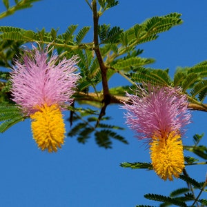 Chinese Lantern Tree   Dichrostachys cinerea   20 Seeds  USA Company