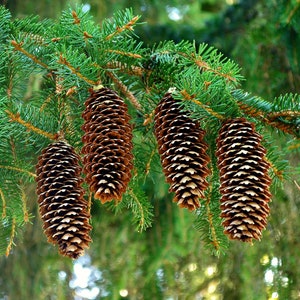 Norway Spruce Picea abies 100 Seeds USA Company image 5