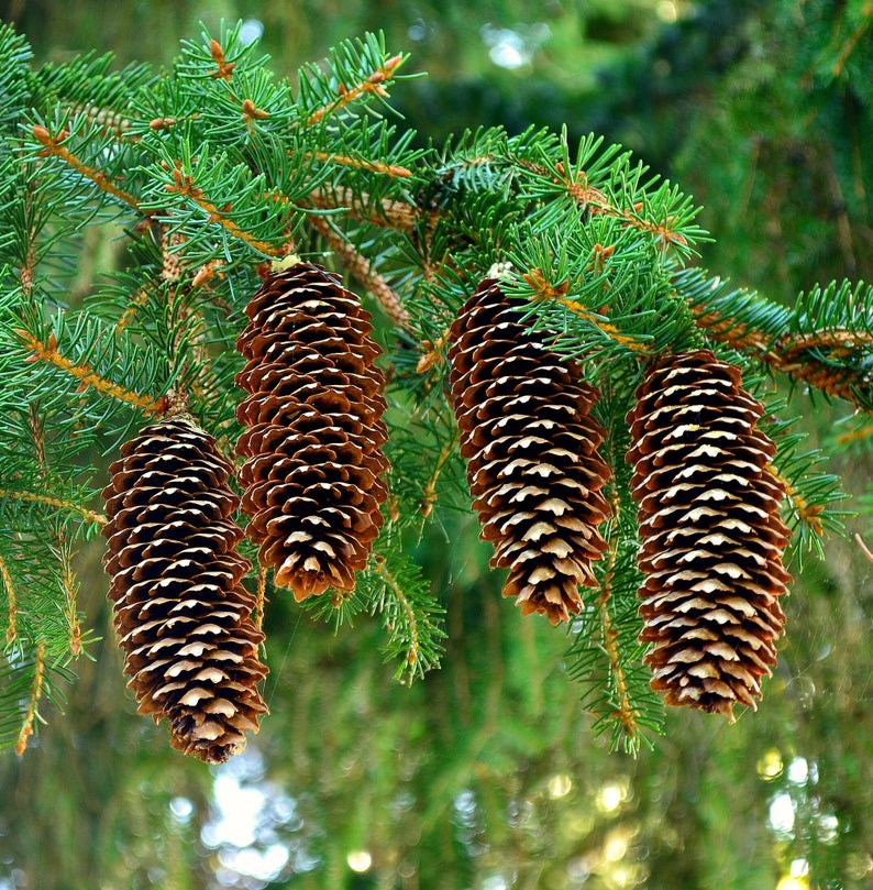 Norway Spruce Picea abies 100 Seeds USA Company image 5