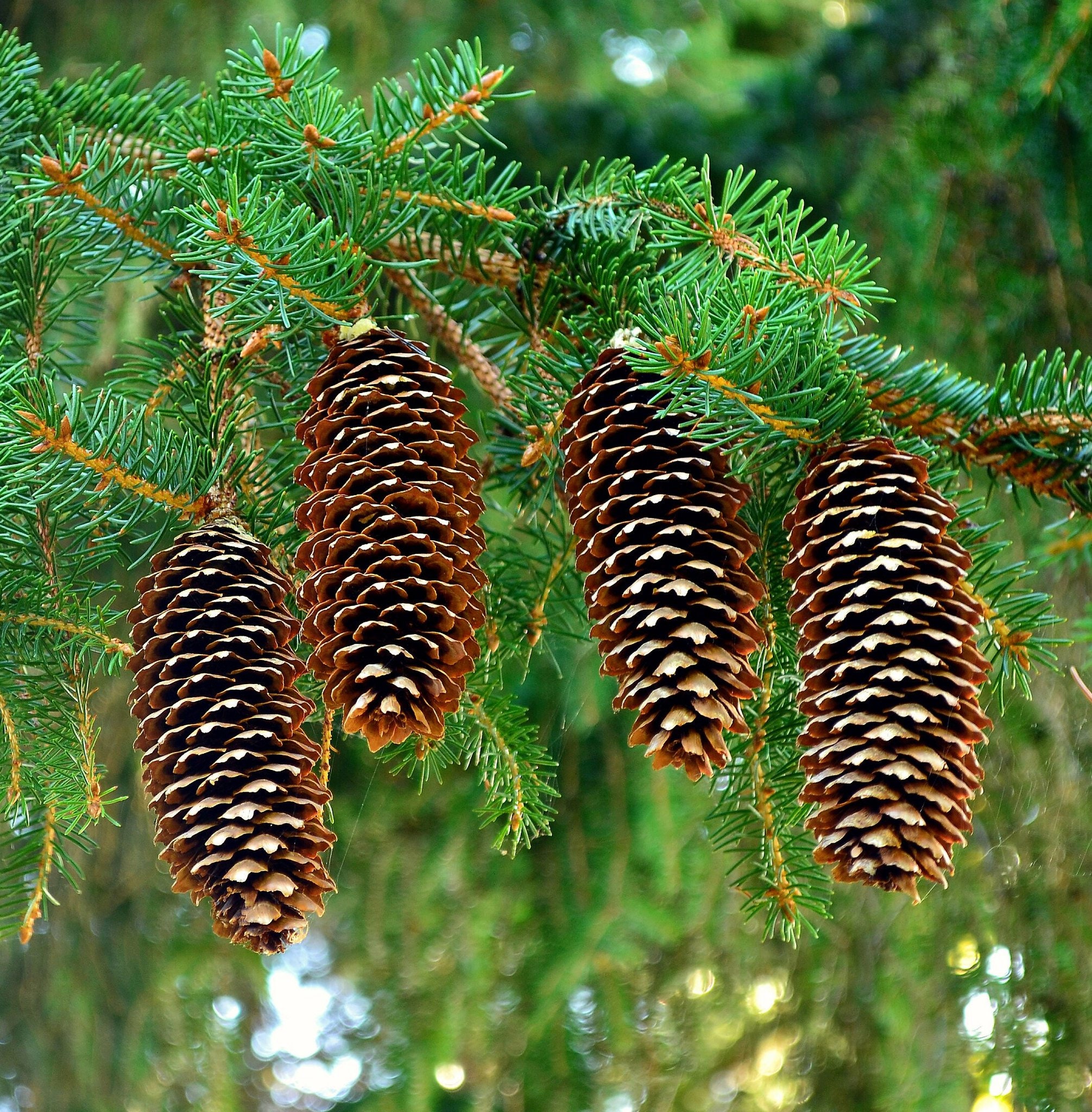 VOLVO　Abies procera　Picea abies トウヒ Picea abies - Wikipedia
