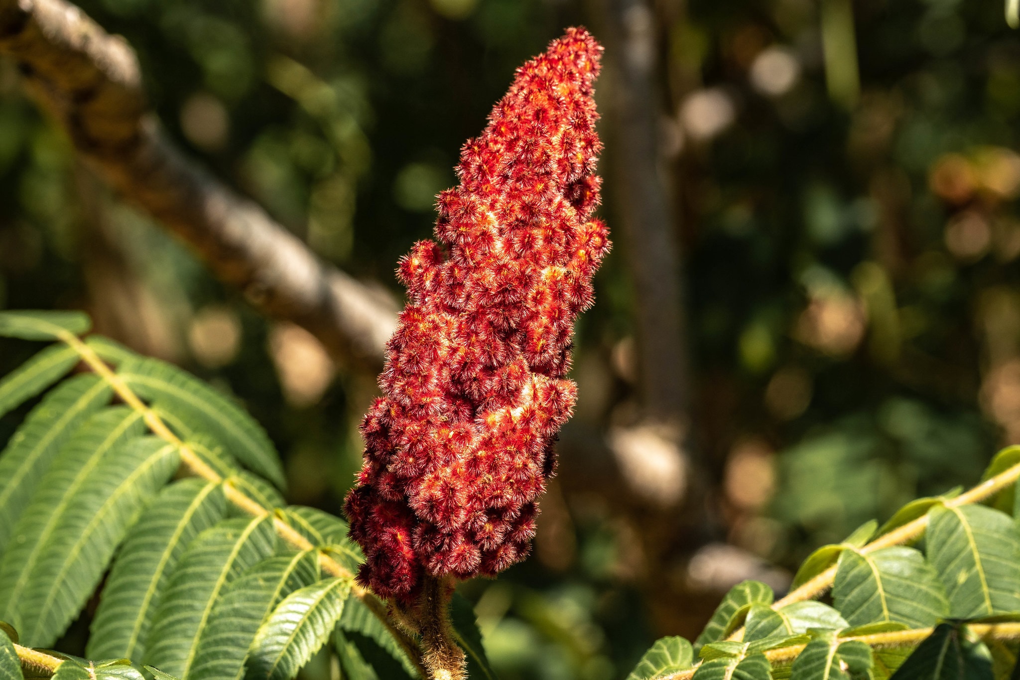Staghorn Sumac Rhus Typhina 50 Seeds Etsy