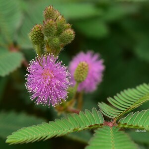 Sensitive Plant Mimosa pudica 500 Seeds USA Company image 4