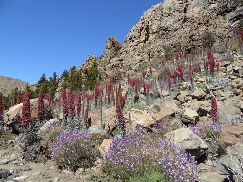 Tower of Jewels Echium Wildpretii 20 Seeds Etsy