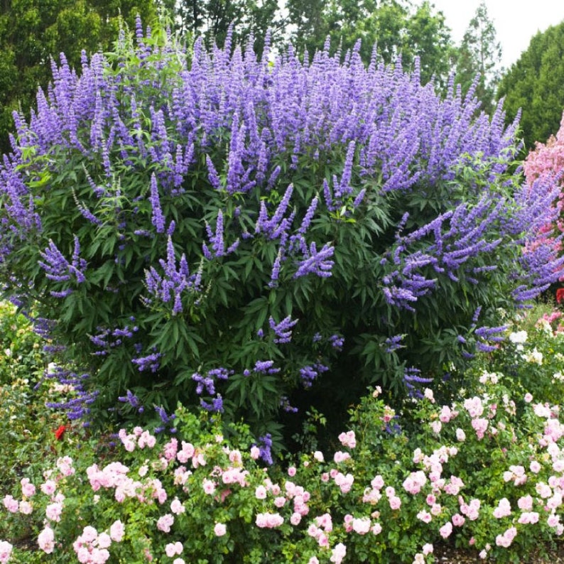 Chaste Tree Vitex agnuscastus Organic 10 Seeds Free Etsy