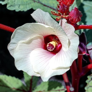 Okra   Abelmoschus esculentus   100 Seeds
