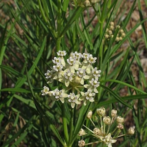 Horsetail Milkweed Asclepias subverticillata 20 Seeds USA Company image 2