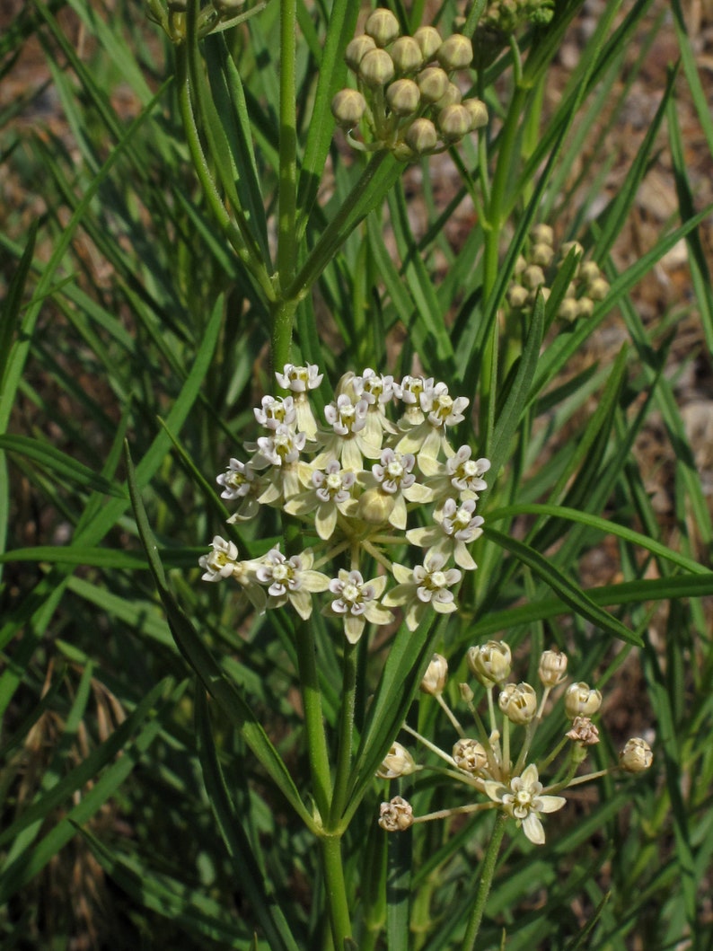 Horsetail Milkweed Asclepias subverticillata 20 Seeds USA Company image 2