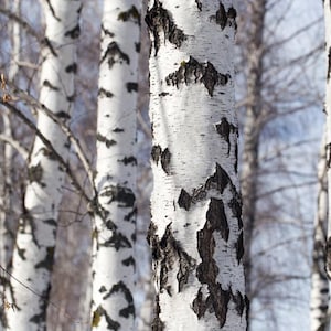 Silver Birch   White Birch   Betula Pendula   50 Seeds  USA Company