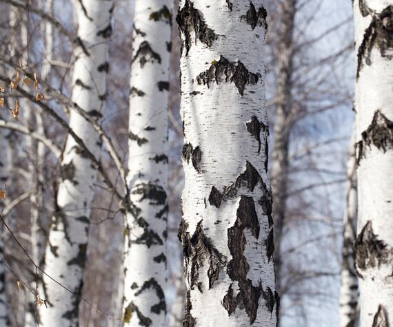 Tong top betula jordan