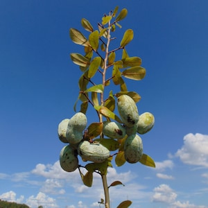 Bigflower Pawpaw   Asimina obovata  10 Seeds