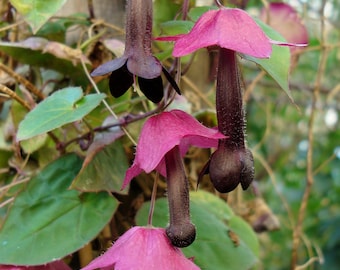 Purple Bell Vine  Rhodochiton atrosanguineus  20 Seeds  USA Company