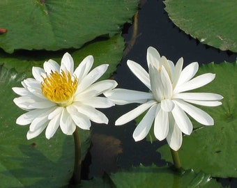 White Water Lily   Nymphaea pubescens   100 Seeds  USA Company