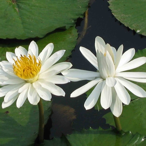 White Water Lily   Nymphaea pubescens   100 Seeds  USA Company