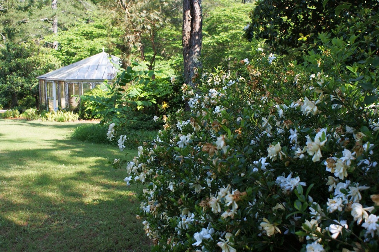 Gardenia Cape Jasmine Gardenia Jasminoides 20 Seeds - Etsy
