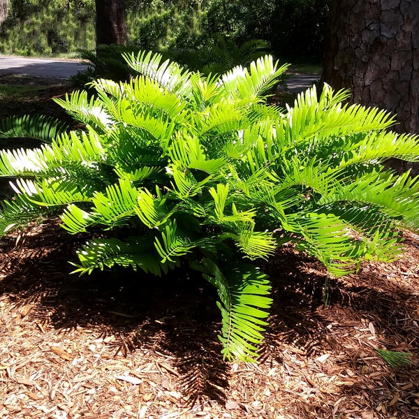 Coontie   Cycad   Zamia floridana  50 Seeds  USA Company