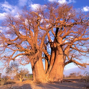 African Baobab   Adansonia digitata   10 Seeds  USA Company