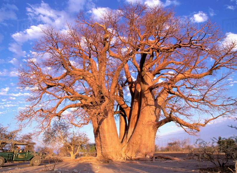 African Baobab Adansonia digitata 10 Seeds USA Company image 1