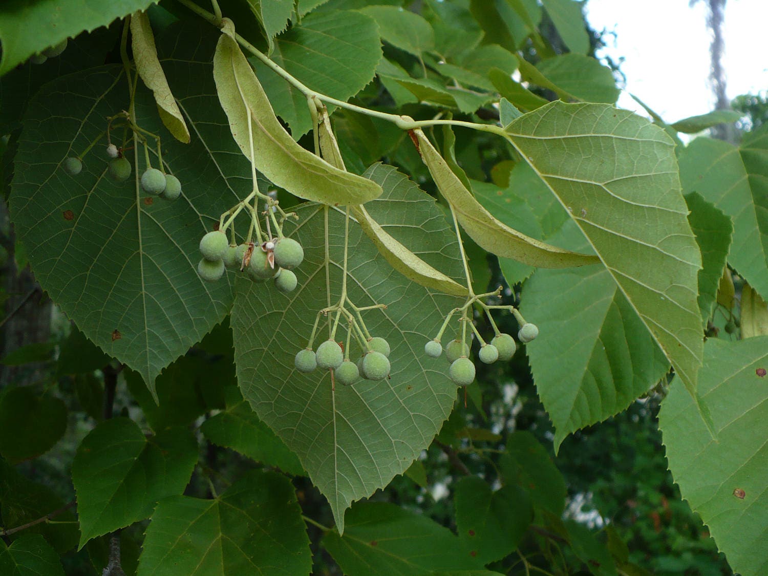 american linden tree leaves