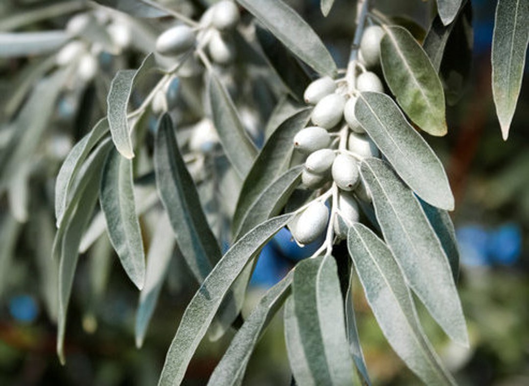 Russian Olive Silverberry Elaeagnus Angustifolia 50 Seeds Etsy