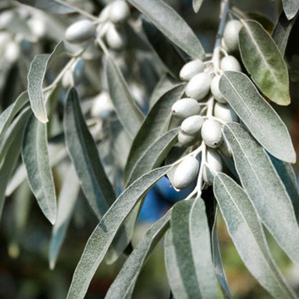 Russian Olive  Silverberry  Elaeagnus angustifolia   100 Seeds  USA Company