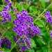 Golden Dewdrop  Duranta erecta   20 Seeds 