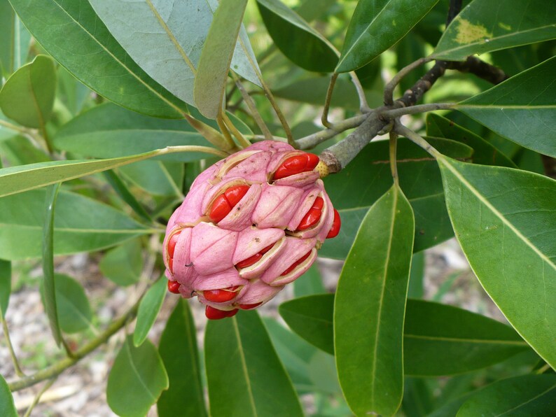 Sweetbay Magnolia Magnolia virginiana 100 Seeds USA Company image 4