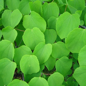 Katsura Tree   Cercidiphyllum japonicum  500 Seeds  USA Company