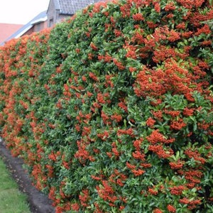 Scarlet Firethorn Pyracantha coccinea 500 Seeds USA Company image 3