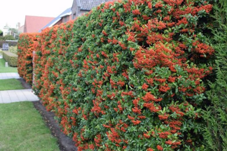 Scarlet Firethorn Pyracantha coccinea 500 Seeds USA Company image 3